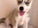 Gözleri kamaştıran Masmavi gözlerle husky Yavrular