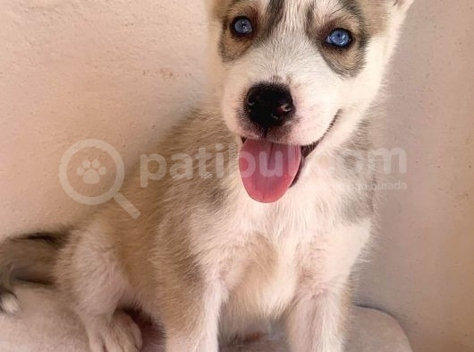 Gözleri Kamaştıran Masmavi Gözlerle Husky Yavrular