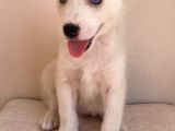Gözleri Kamaştıran Masmavi Gözlerle Husky Yavrular