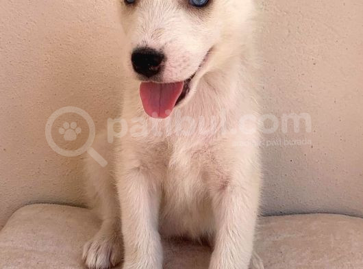 Gözleri Kamaştıran Masmavi Gözlerle Husky Yavrular görsel