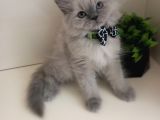 Maviş Gözlü Kızım Yumuşak Tüylü Uysal British Longhair Yavru