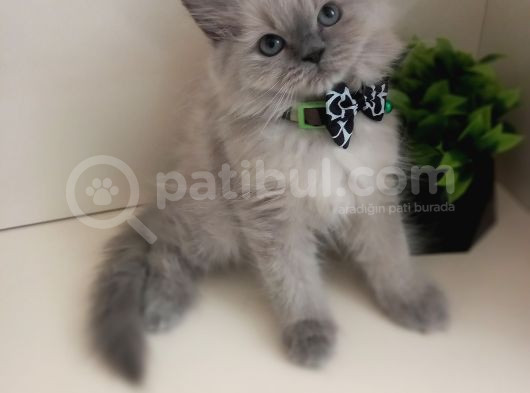 Maviş Gözlü Kızım Yumuşak Tüylü Uysal British Longhair Yavru görsel