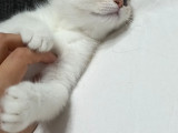 Cok Uyguna Sahi̇plendi̇ri̇lecekti̇r 