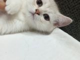 COK UYGUNA SAHİPLENDİRİLECEKTİR 
