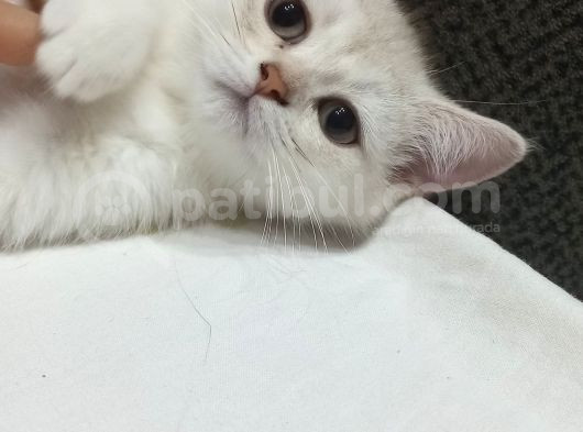 Cok Uyguna Sahi̇plendi̇ri̇lecekti̇r 