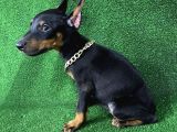 Asil Doberman Yavrularım
