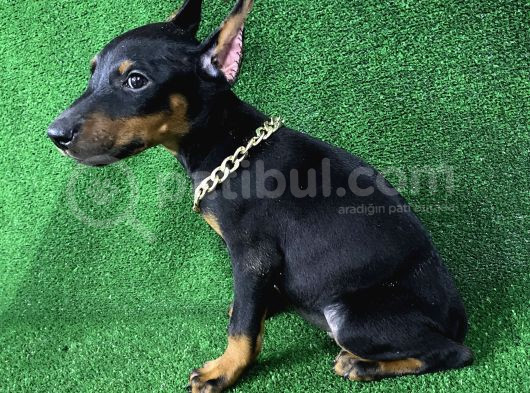 Asil Doberman Yavrularım görsel