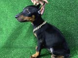 Asil Doberman Yavrularım