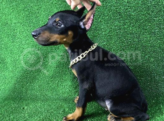 Asil Doberman Yavrularım