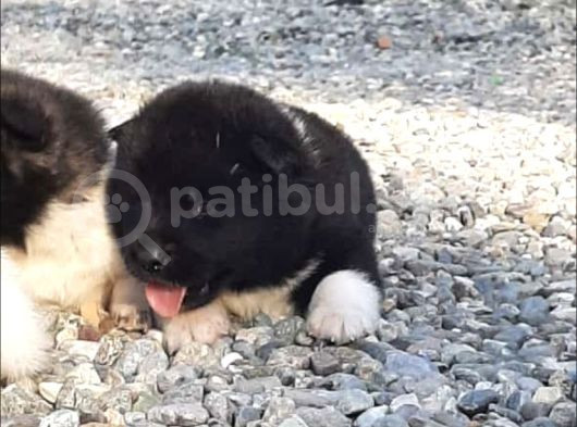 Ayıcık Surat American Akita Yavrular görsel