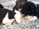 Ayıcık Surat American Akita Yavrular