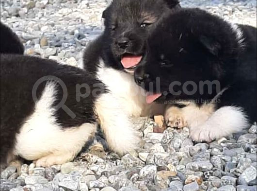 Ayıcık Surat American Akita Yavrular görsel