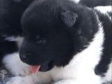 Ayıcık surat american akita yavrular