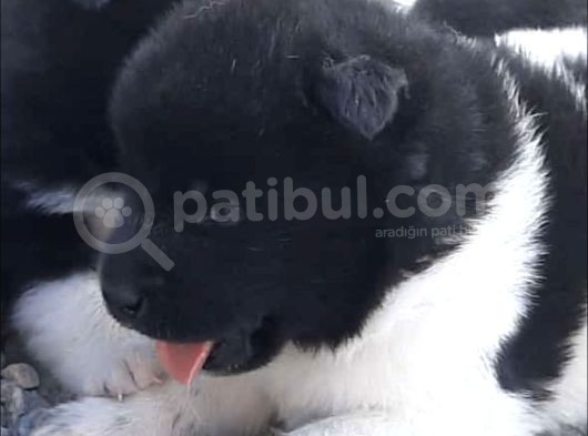Ayıcık Surat American Akita Yavrular
