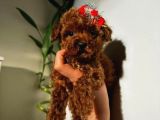 Kıpkırmızı Red Tooy Poodle Sevimli Yavrular 