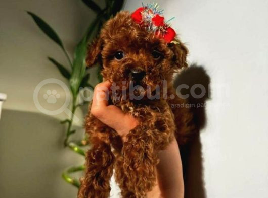 Kıpkırmızı Red Tooy Poodle Sevimli Yavrular  görsel