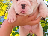 Üst  Düzey  İngi̇li̇z  Buldog Yavrular