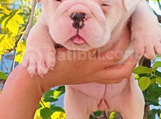 Üst  Düzey  İngi̇li̇z  Buldog Yavrular görsel