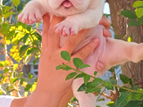 ÜST  DÜZEY  İNGİLİZ  BULDOG YAVRULAR