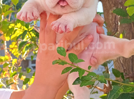 Üst  Düzey  İngi̇li̇z  Buldog Yavrular