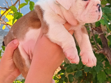 Üst  Düzey  İngi̇li̇z  Buldog Yavrular