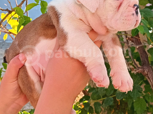 Üst  Düzey  İngi̇li̇z  Buldog Yavrular görsel
