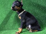 Asil Doberman Yavrularım