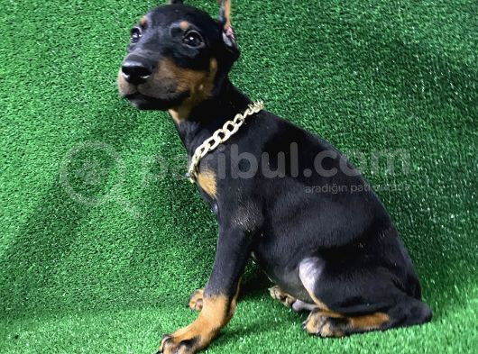 Asil Doberman Yavrularım görsel