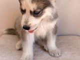 Gözleri Kamaştıran Masmavi Gözlerle Husky Yavrular