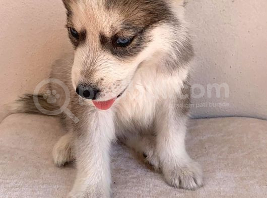 Gözleri Kamaştıran Masmavi Gözlerle Husky Yavrular görsel