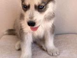 Gözleri Kamaştıran Masmavi Gözlerle Husky Yavrular