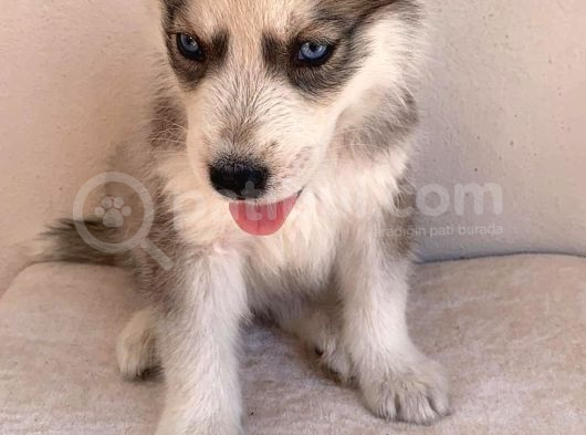 Gözleri Kamaştıran Masmavi Gözlerle Husky Yavrular görsel