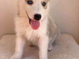 Gözleri Kamaştıran Masmavi Gözlerle Husky Yavrular