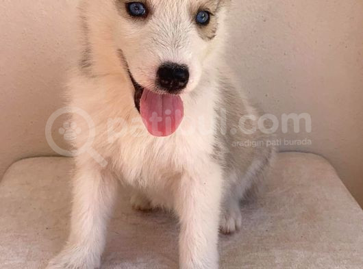 Gözleri Kamaştıran Masmavi Gözlerle Husky Yavrular görsel
