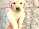 Bebek Yüzlü Golden Yavrular Erkek Ve Dişi