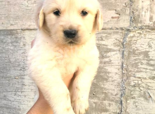 Bebek Yüzlü Golden Yavrular Erkek Ve Dişi görsel