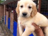 Bebek Yüzlü Golden Yavrular Erkek Ve Dişi