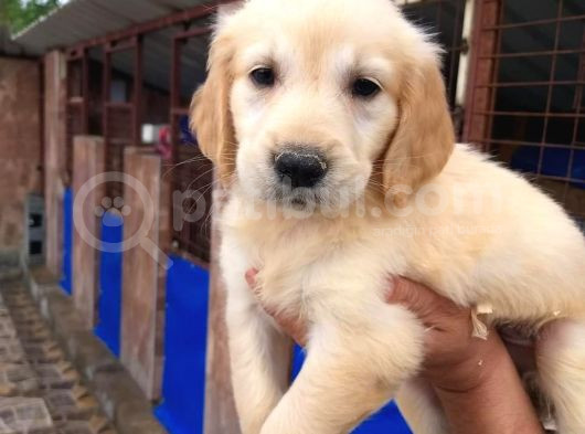 Bebek Yüzlü Golden Yavrular Erkek Ve Dişi görsel