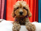Kahve Tonlu Puppy Kıvırcık Tüylü Malti̇po Ci̇nsi̇ 