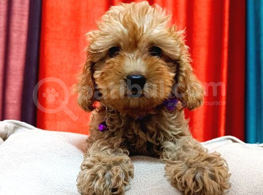 Kahve Tonlu Puppy Kıvırcık Tüylü Malti̇po Ci̇nsi̇  görsel