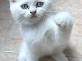 Safkan Irk  Beyaz Ve Silver British Longhair