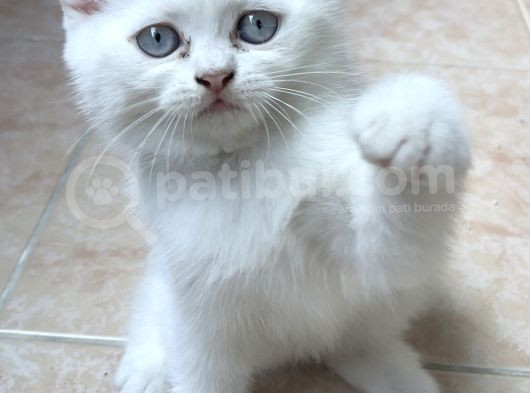 Safkan Irk  Beyaz Ve Silver British Longhair görsel