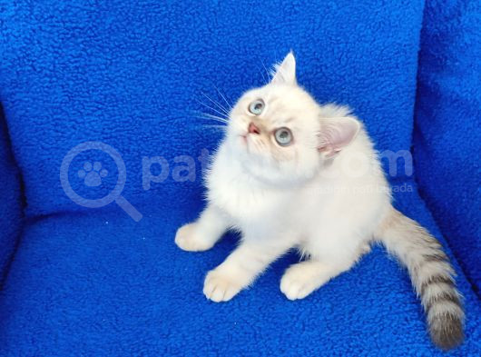 Mükemmel Bi̇r Tesli̇me Hazir Ponçi̇k görsel