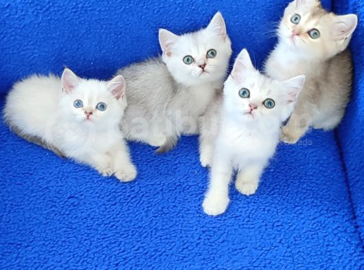 Mi̇nnaklar Sahi̇plendi̇ri̇meye Hazirdir görsel