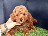 Kıvır Kıvır Toy Poodle Yavrular 