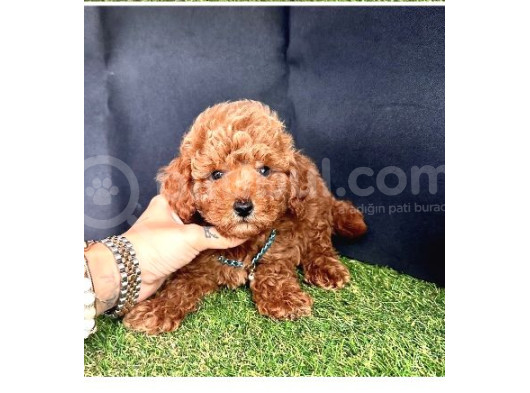 Kıvır Kıvır Toy Poodle Yavrular  görsel