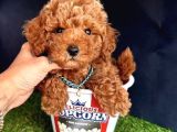 kıvır kıvır toy poodle yavrular 