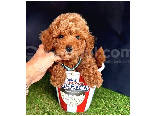 Kıvır Kıvır Toy Poodle Yavrular 