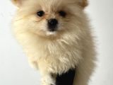 3 Aylık Yavru Pomeranian Boo Erkek