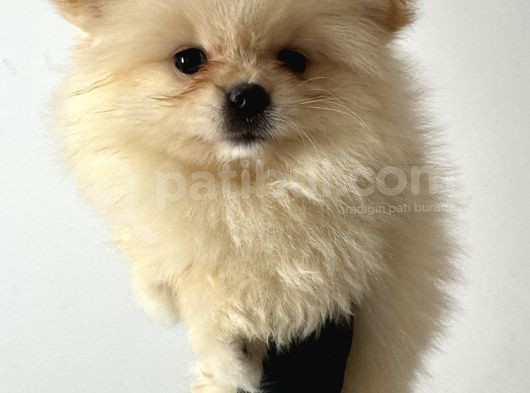 3 Aylık Yavru Pomeranian Boo Erkek görsel